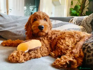 Cavapoo dogs 1 Gorgeous Cavapoo puppy remaining F1 - Advert 1