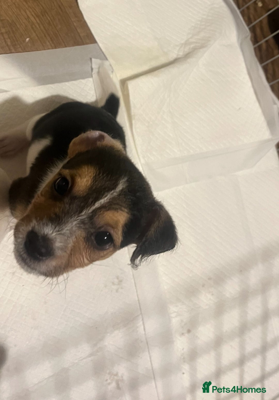 Jack Russell dogs for sale: Three 8 weeks old Jack Russel puppies  - Image 3