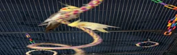 Cockatiels birds for sale: Cockertiels for rehoming in Bedale - Advert 1