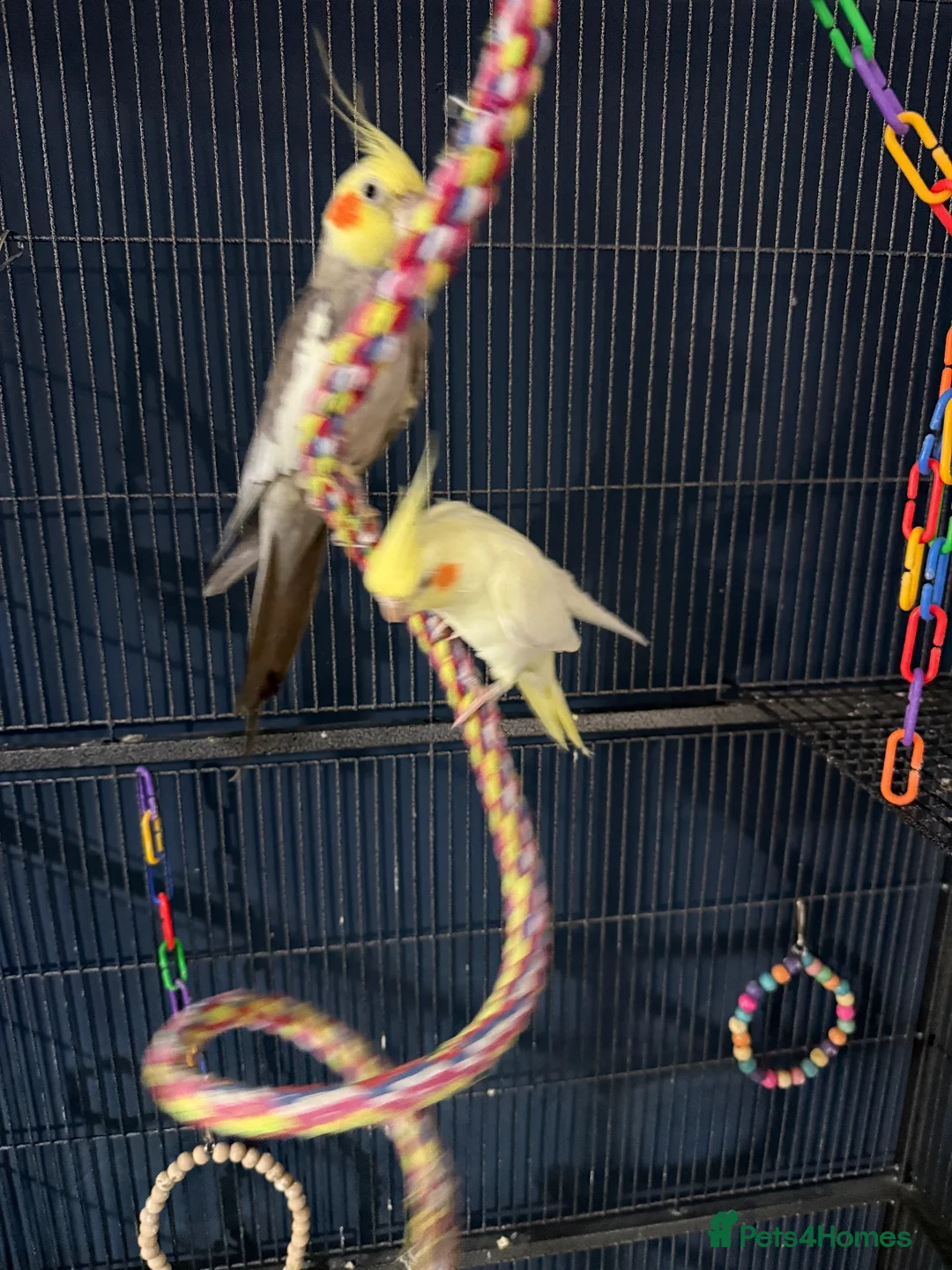 Cockatiels birds for sale: Cockertiels for rehoming in Bedale - Advert 1