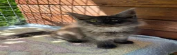 Maine Coon cats for sale: ⭐️Beautiful Maine Coon Kittens⭐️ - Advert 7