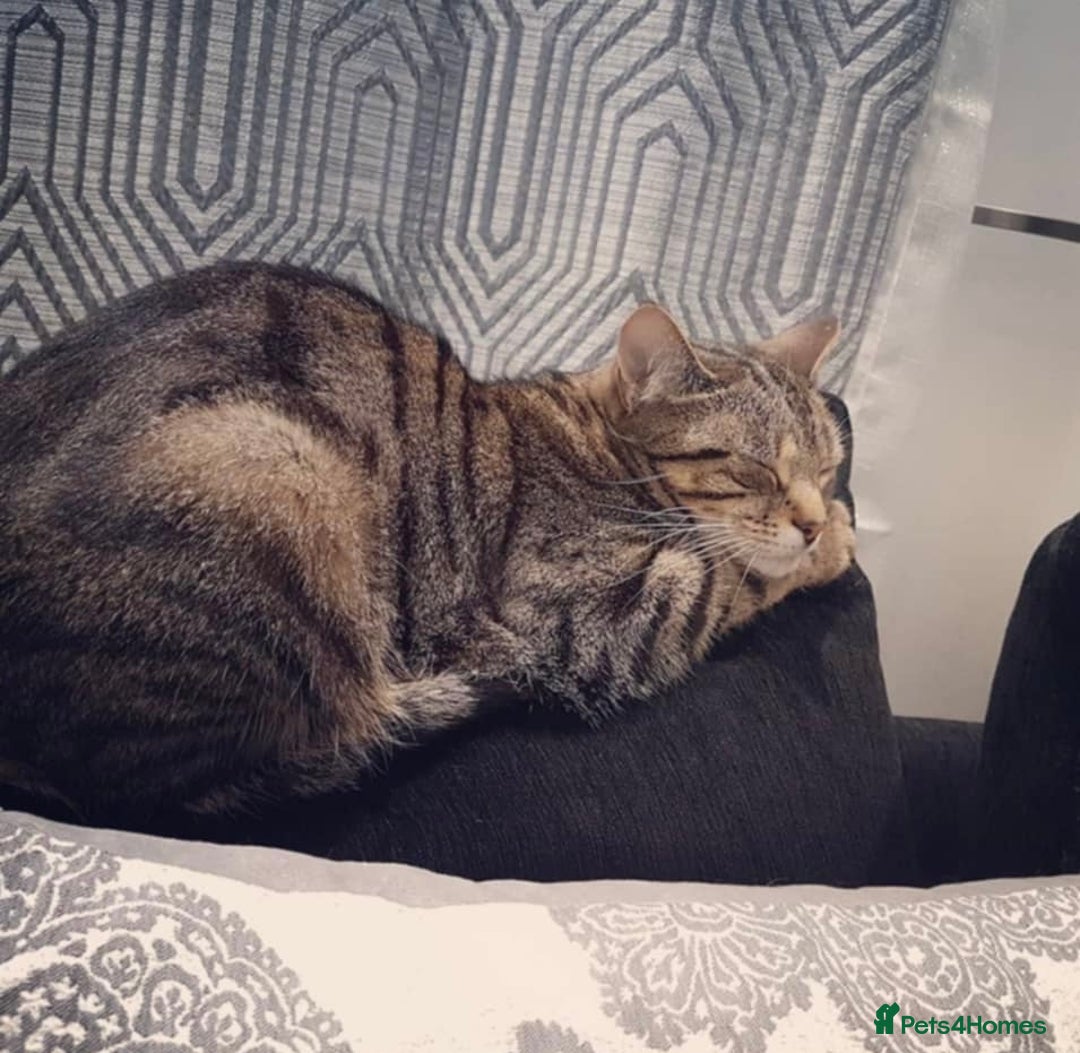 Arabian Mau cats for adoption: Loving Retirement Home in Scotland - Image 5