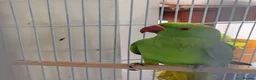 Mixed Breed birds for sale: Indian Ringneck Parakeets  - Advert 3