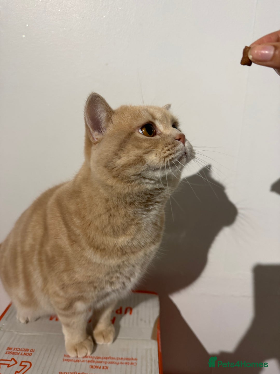 British Shorthair cats for sale: Luna & Leo  - Advert 9