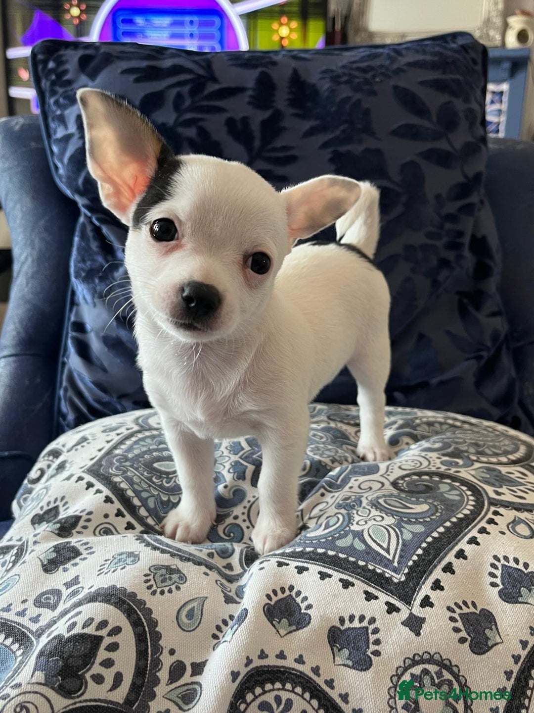 Chihuahua dogs for sale: 2 beautiful girl pups for sale  - Image 2