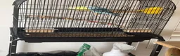 Parrots birds for sale: 2 handfed budgies & cage - Advert 3