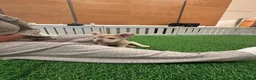 French Bulldog dogs for sale: French bull dogs  - Advert 12