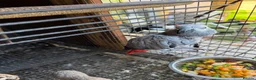 Parrots birds for sale: Breeding pair African greys - Advert 3