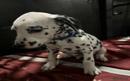 Dalmatian dogs for sale: 9 week old Dalmatian puppies available  - Advert 7