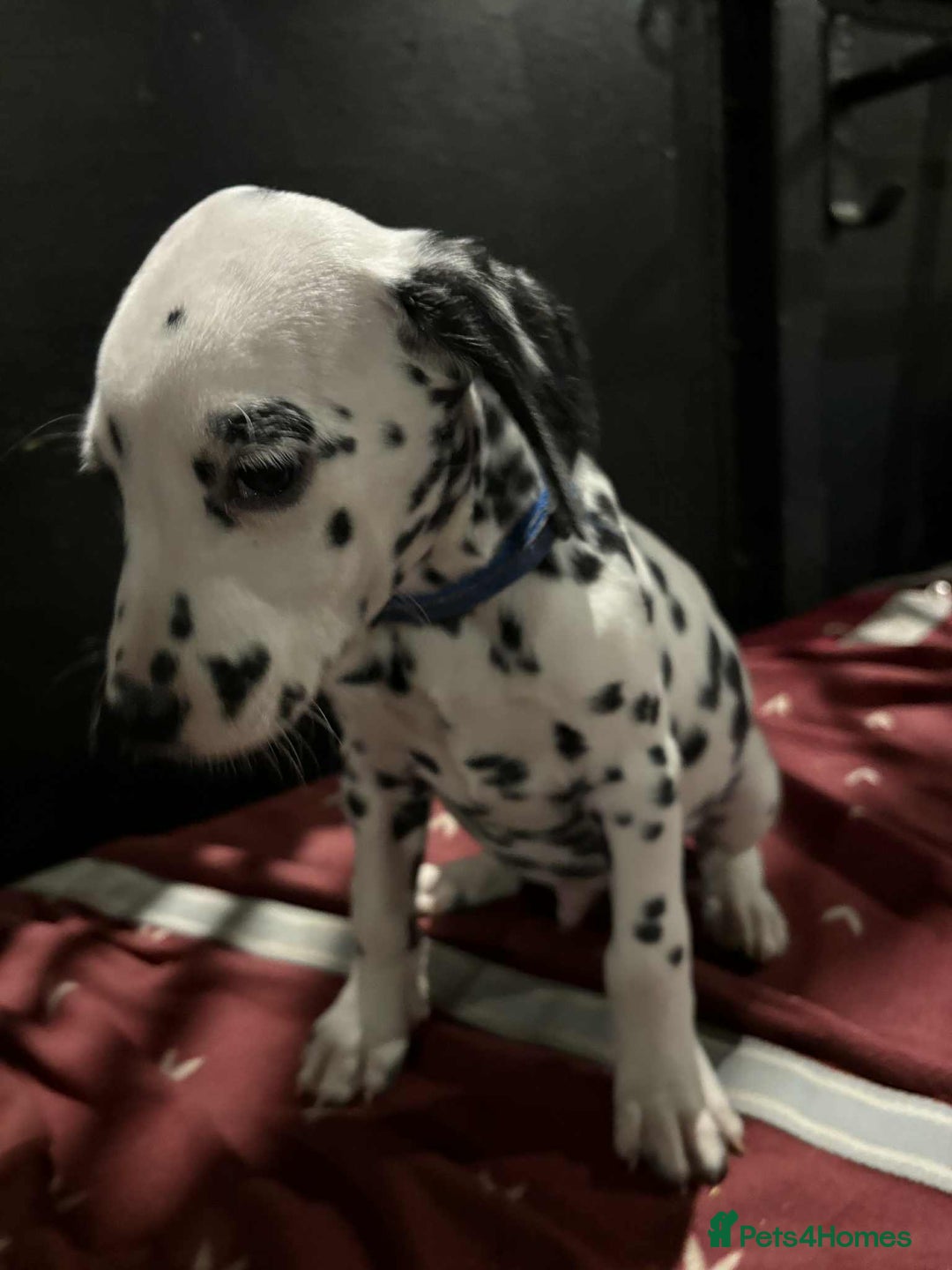 Dalmatian dogs for sale: 9 week old Dalmatian puppies available  - Advert 7