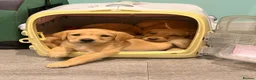 Labrador Retriever dogs for sale: Quality Labrador puppies  - Advert 5