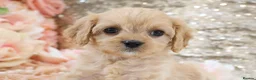 Cavapoo dogs for sale: Health Tested Cavapoo Puppies - Advert 3
