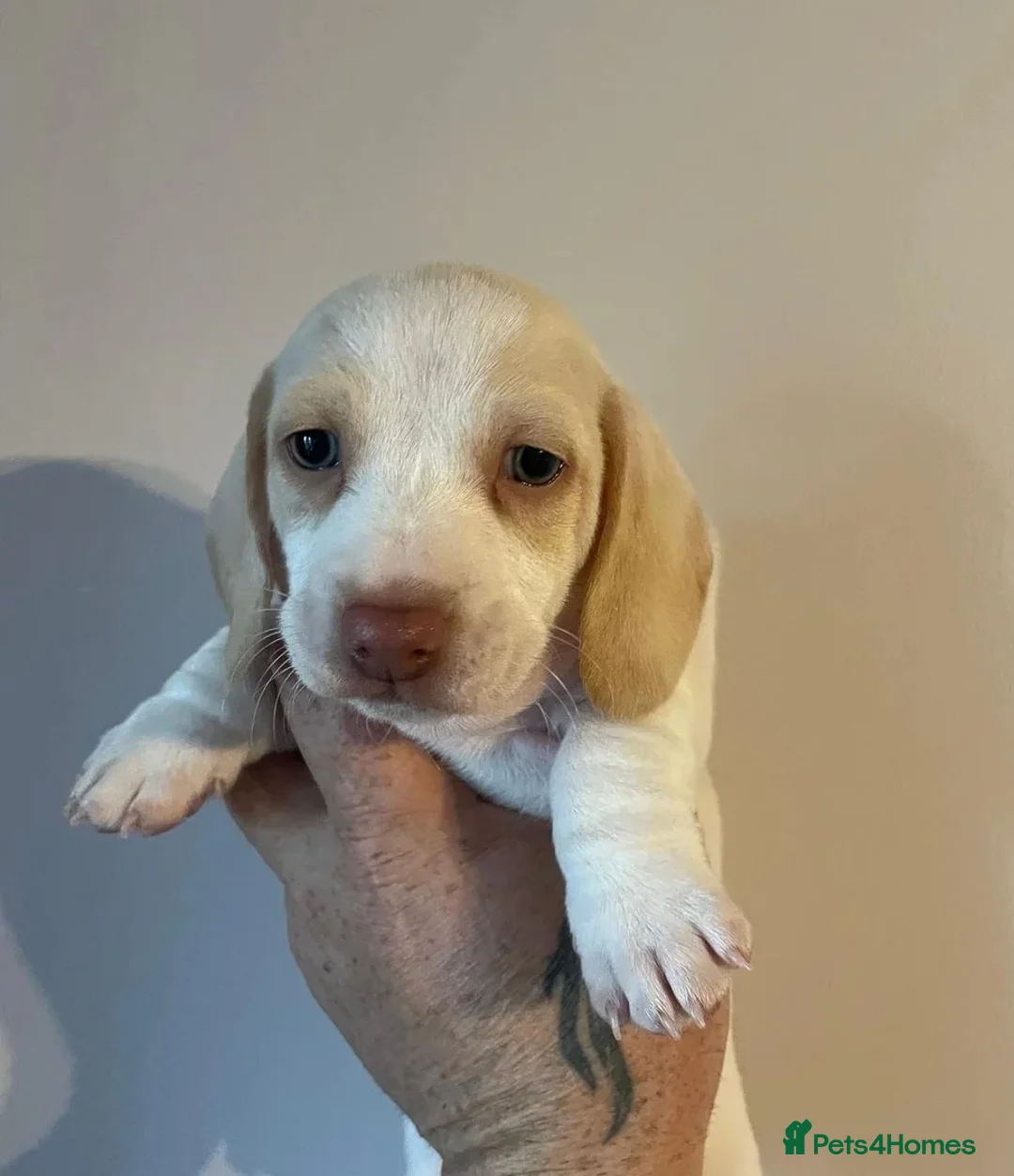 Miniature Dachshund dogs for stud: Smooth Cream Piebald for Stud  in Motherwell - Advert 8