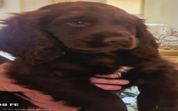 Cocker Spaniel dogs for sale: Cocker Spaniel puppies  - Image 30