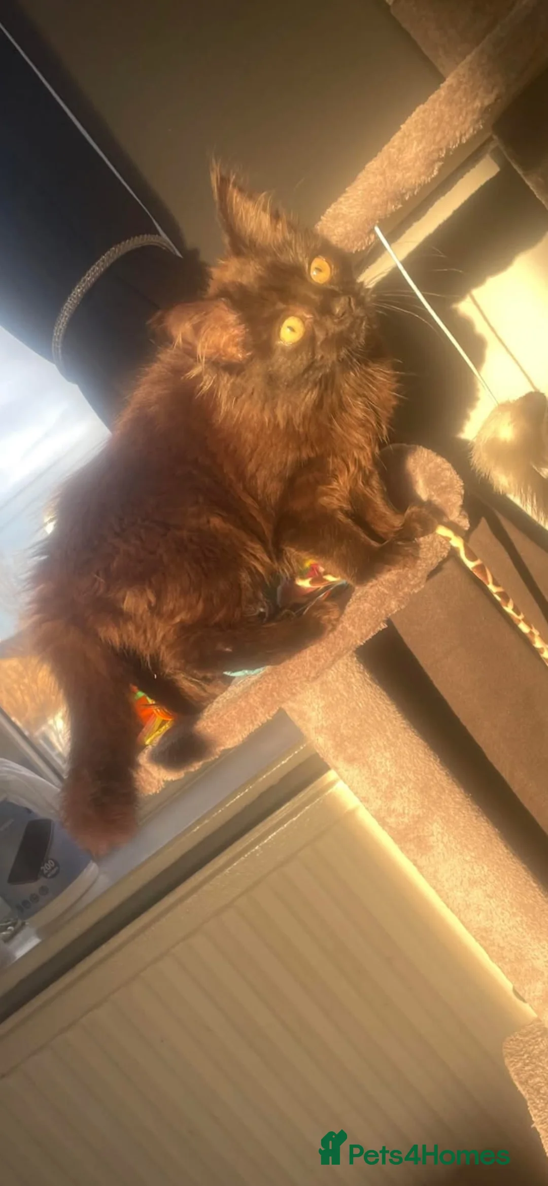 Mixed Breed cats for sale: 1 year old WILLOW needs rehoming  - Advert 2
