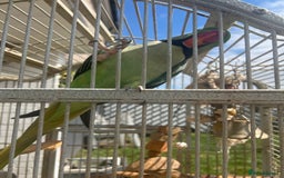 Parrots birds for sale: Adult male Alexandrian parrot  - Image 1
