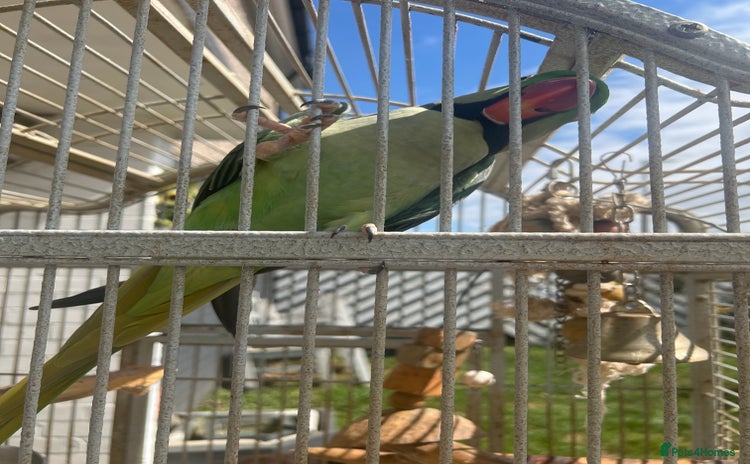 Parrots birds - Advert 1