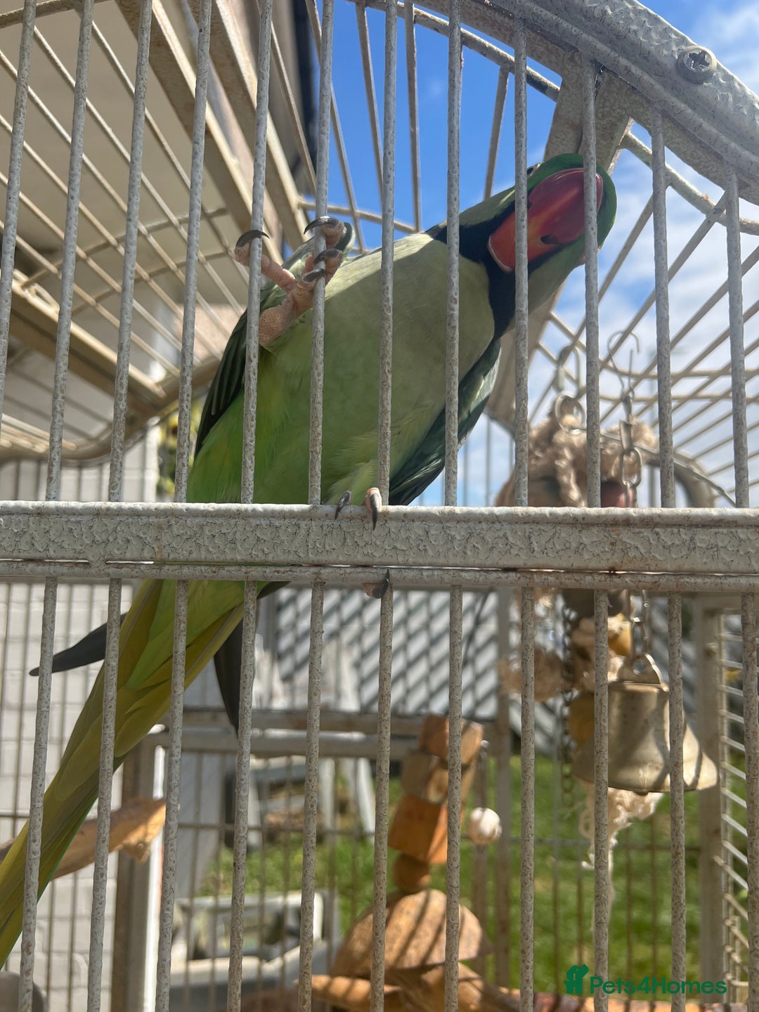 Parrots birds for sale: Adult male Alexandrian parrot  - Image 1