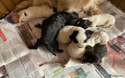 Cockapoo dogs for stud: Silver Phantom Parti Cockapoo for Stud - Advert 14