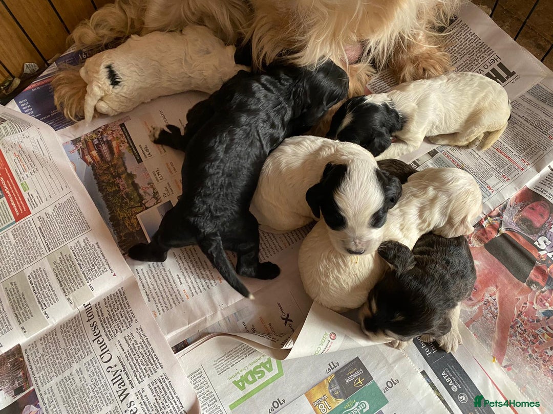 Cockapoo dogs for stud: Silver Phantom Parti Cockapoo for Stud - Advert 14