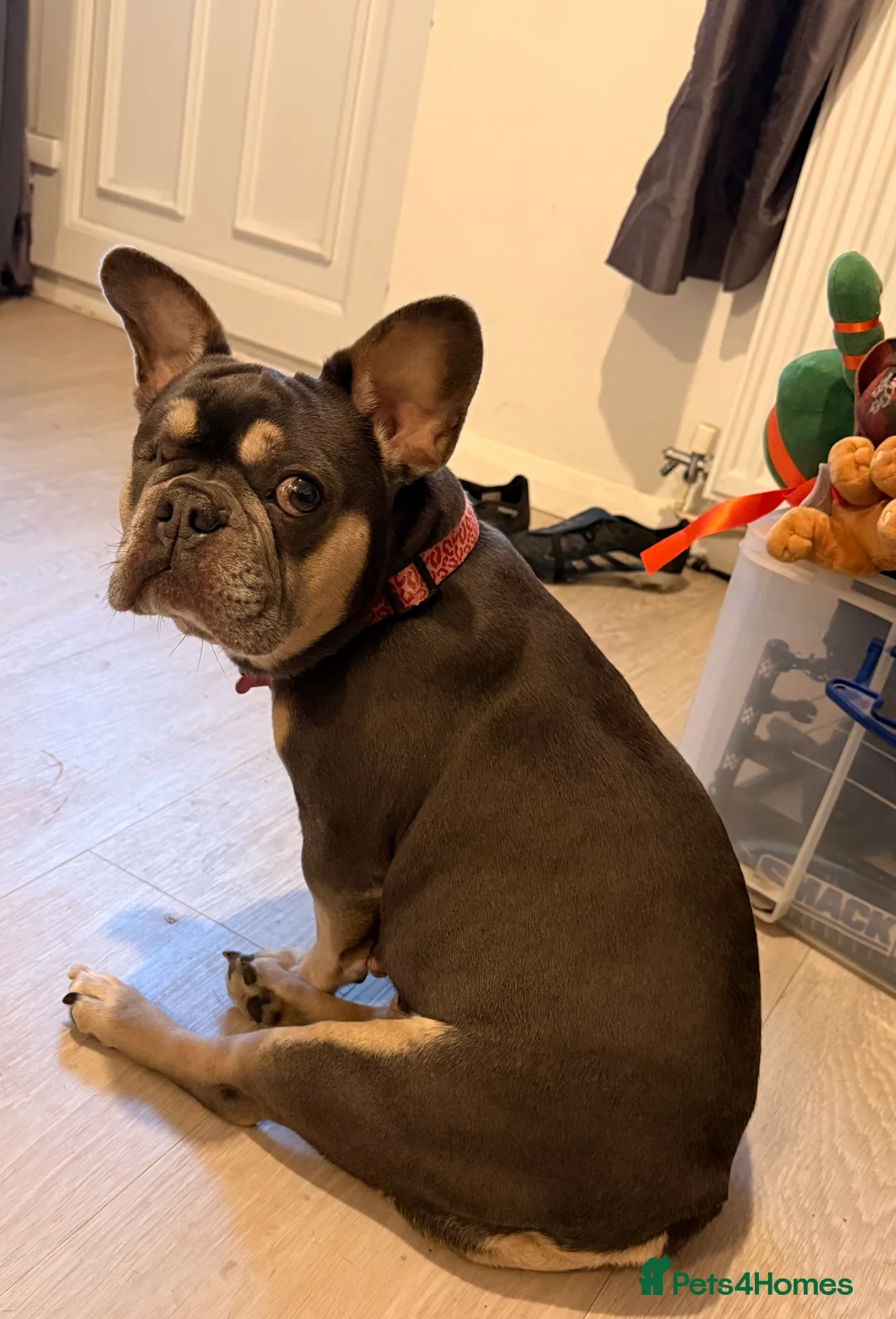 French Bulldog dogs for sale: Platinum girl for sale in North Walsham - Advert 2