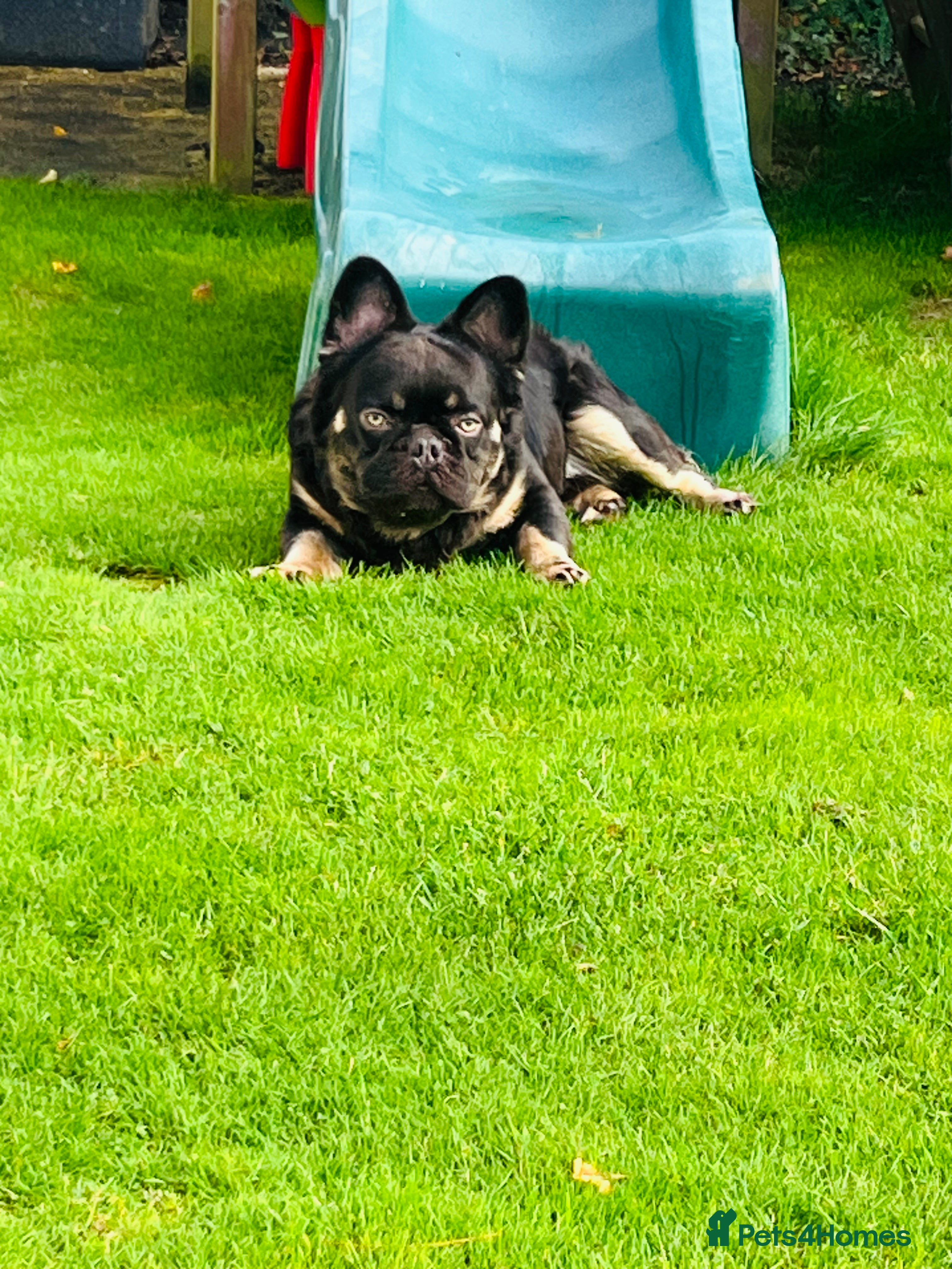 French Bulldog dogs Fluffy Stud chocolate and Isabella  - Advert 18