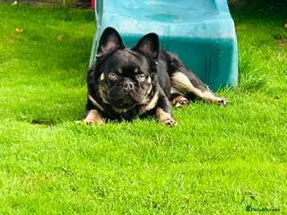 French Bulldog dogs Fluffy Stud chocolate and Isabella - Advert 2