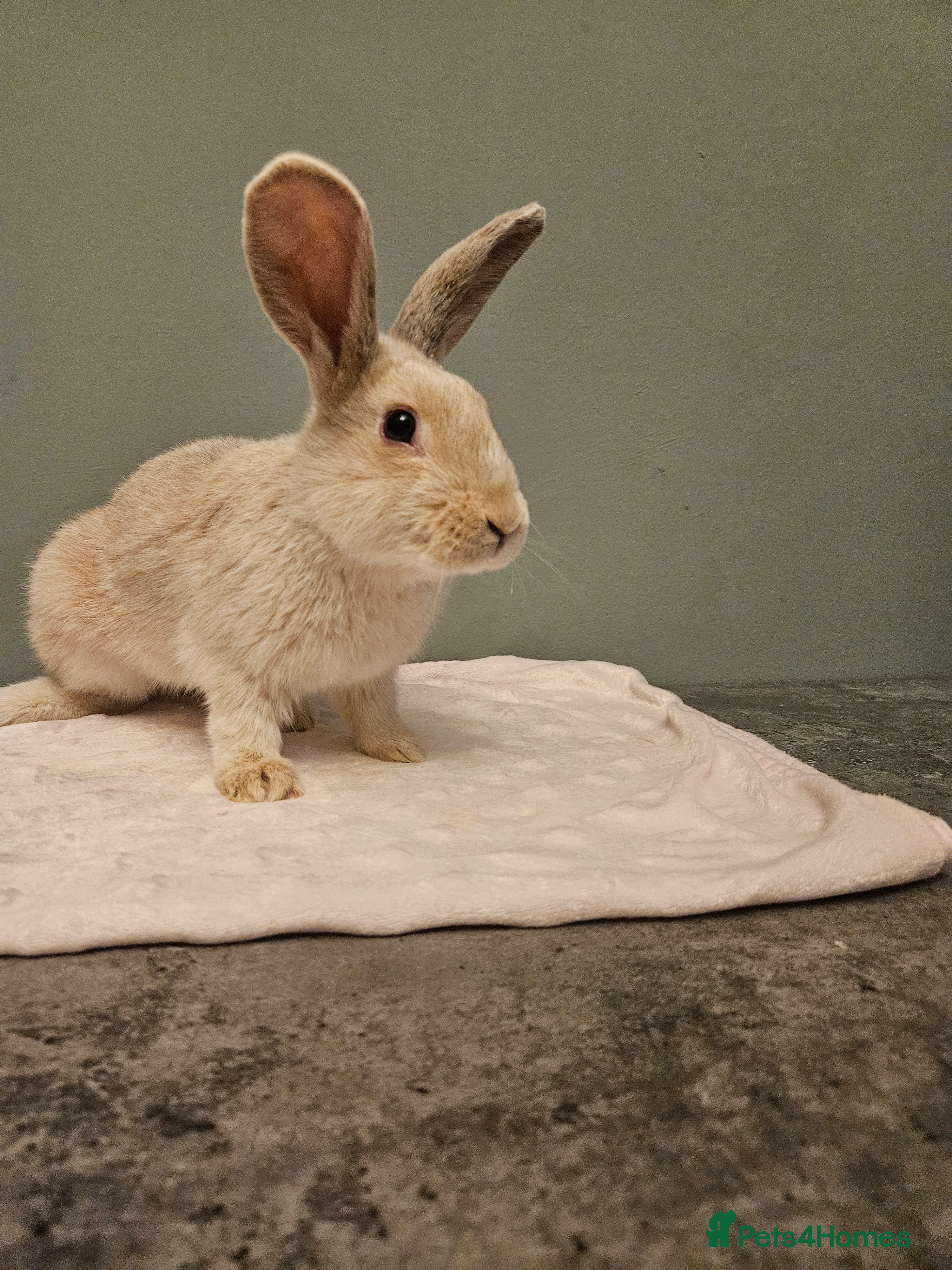 Mixed Breed rabbits Rex X Flemish   stunning ** last one left** - Advert 7