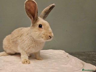 Mixed Breed rabbits Rex X Flemish stunning ** last one left** - Advert 7