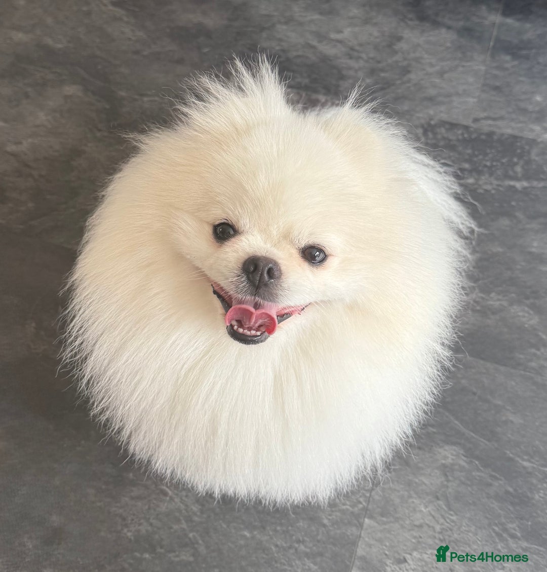 Pomeranian dogs for stud: Stud only. Bear Face, double coat, KC reg £450 - Advert 5
