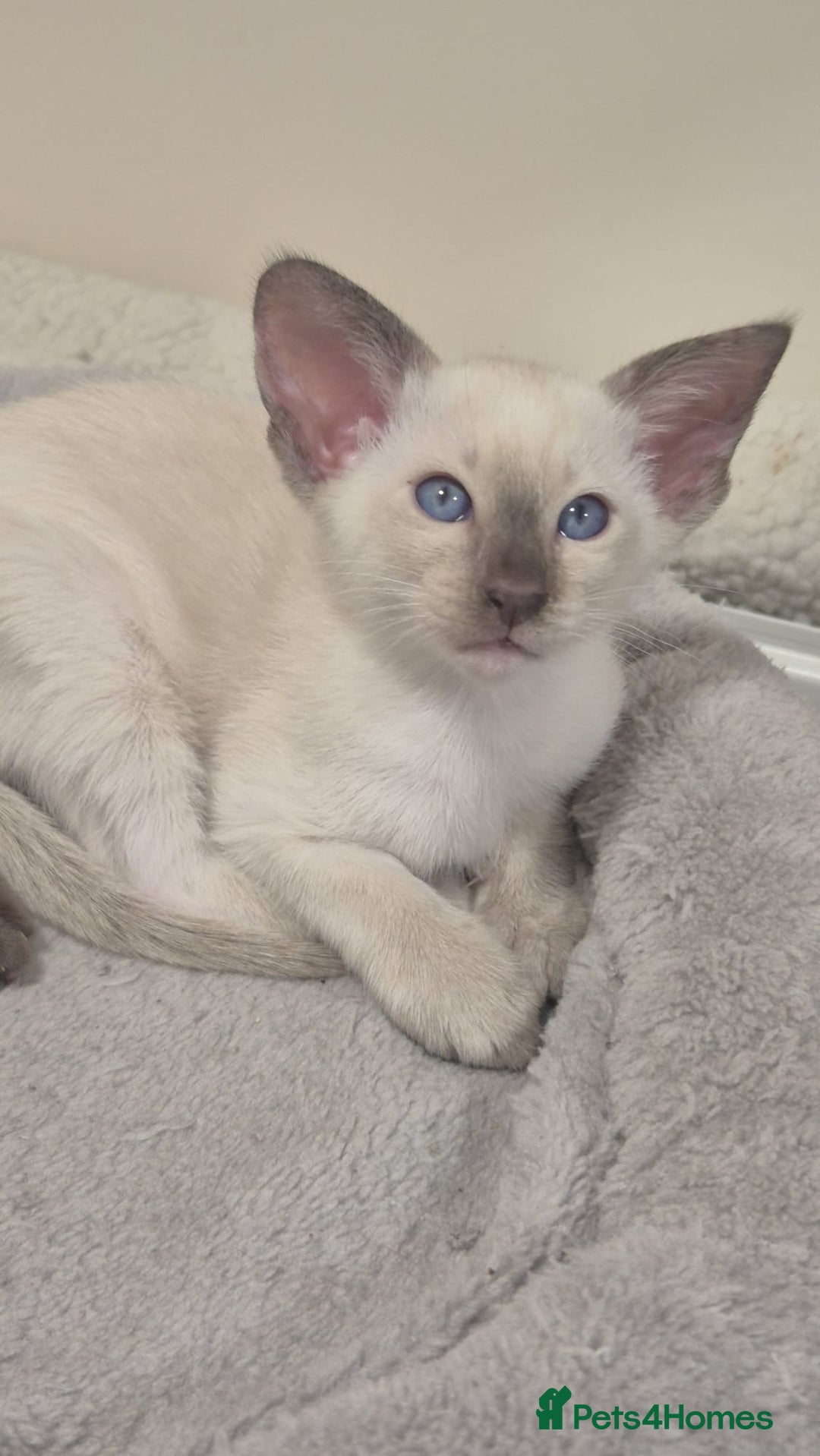 Oriental cats for sale: Oriental and Siamese kittens. - Advert 20