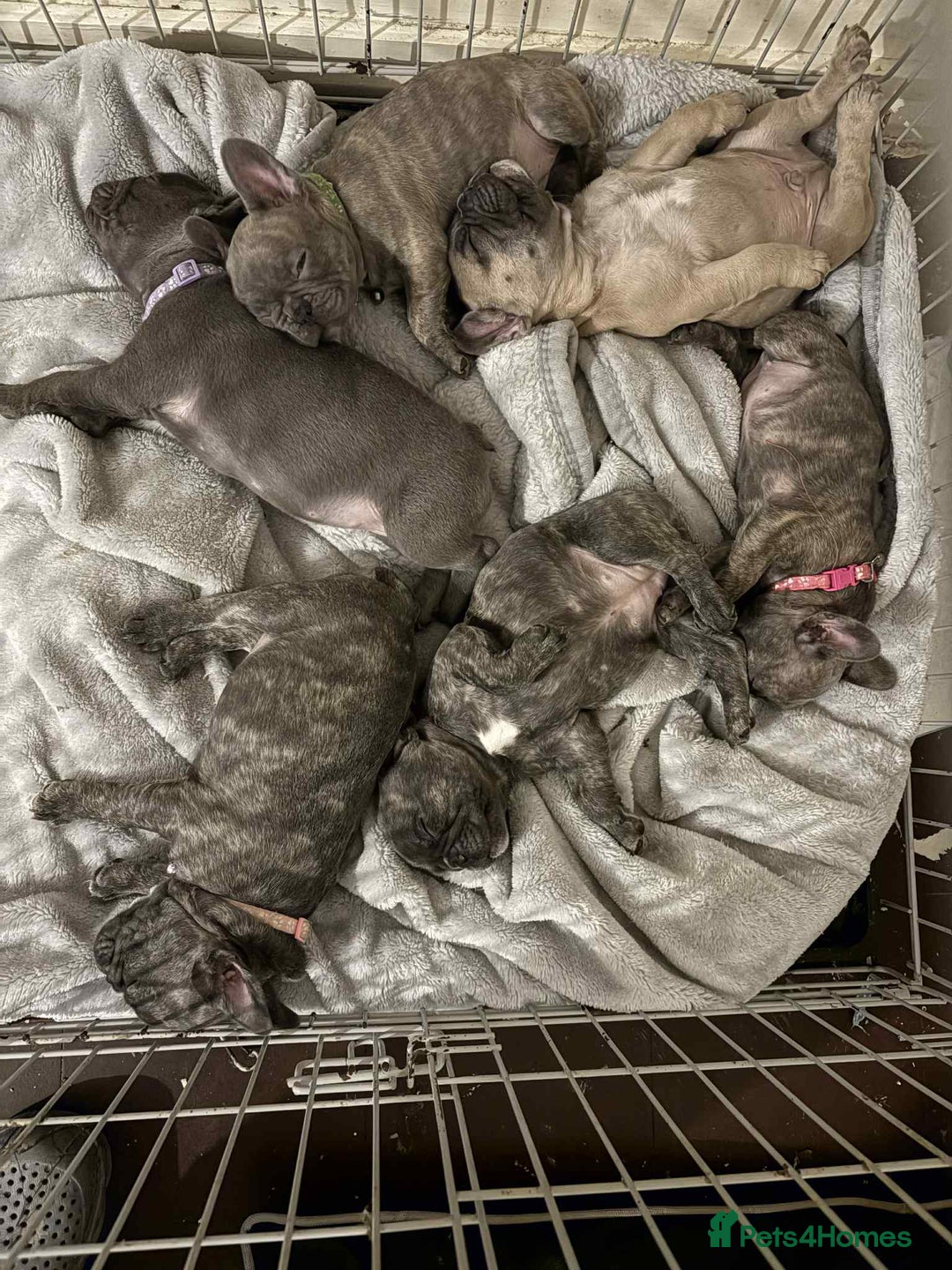 French Bulldog dogs for sale: French bulldog pups  - Image 14