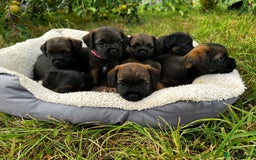 Border Terrier dogs for sale:  Beautiful Borders Terrier Puppies  - Image 5