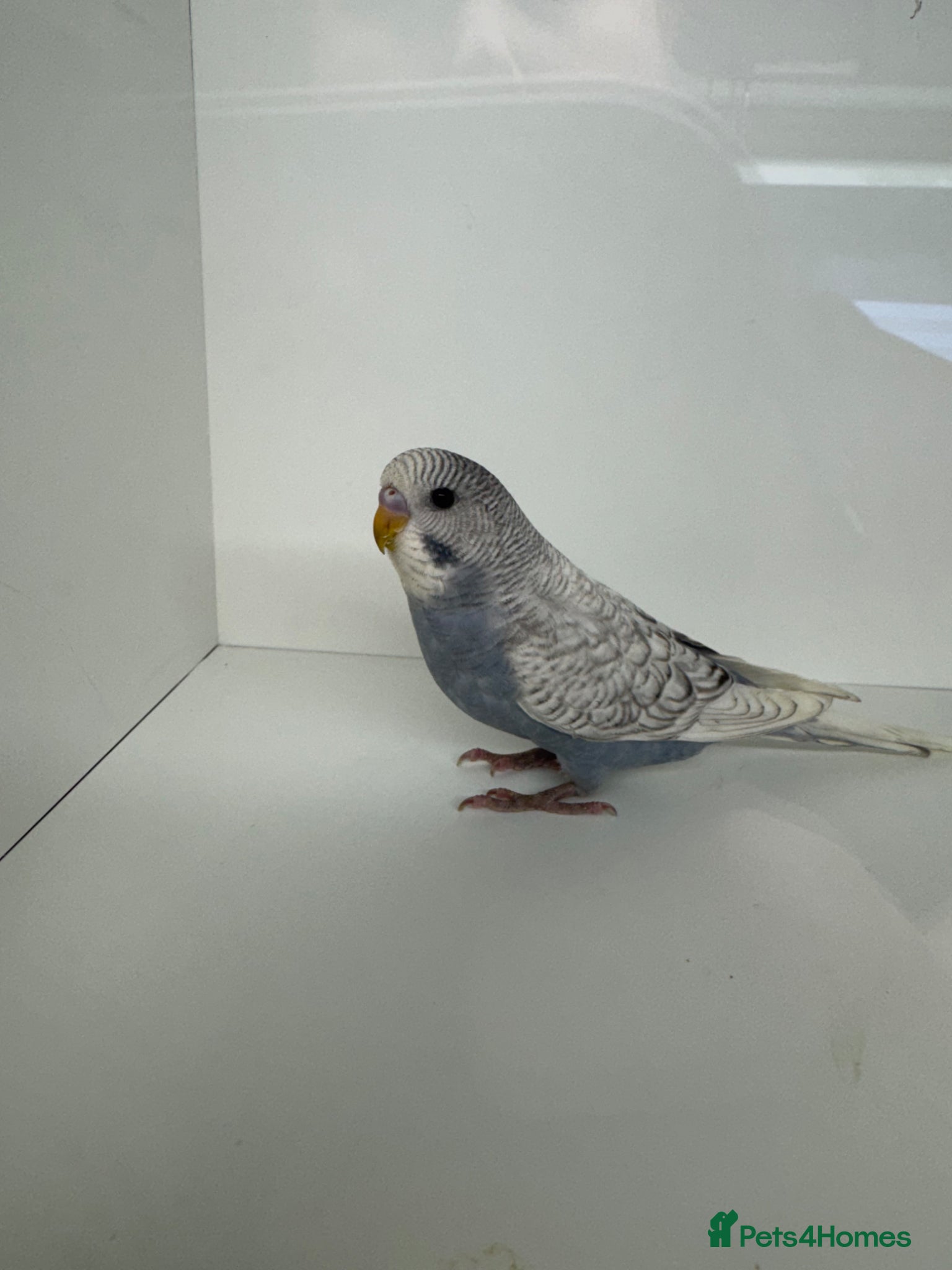 Budgerigars birds Beautiful Baby budgies for sale - Advert 10