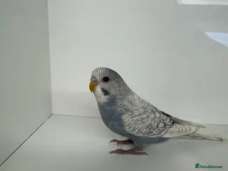 Budgerigars birds Beautiful Baby budgies for sale - Advert 10