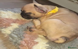 French Bulldog dogs for sale: Beautiful litter of frenchie pups - Image 2