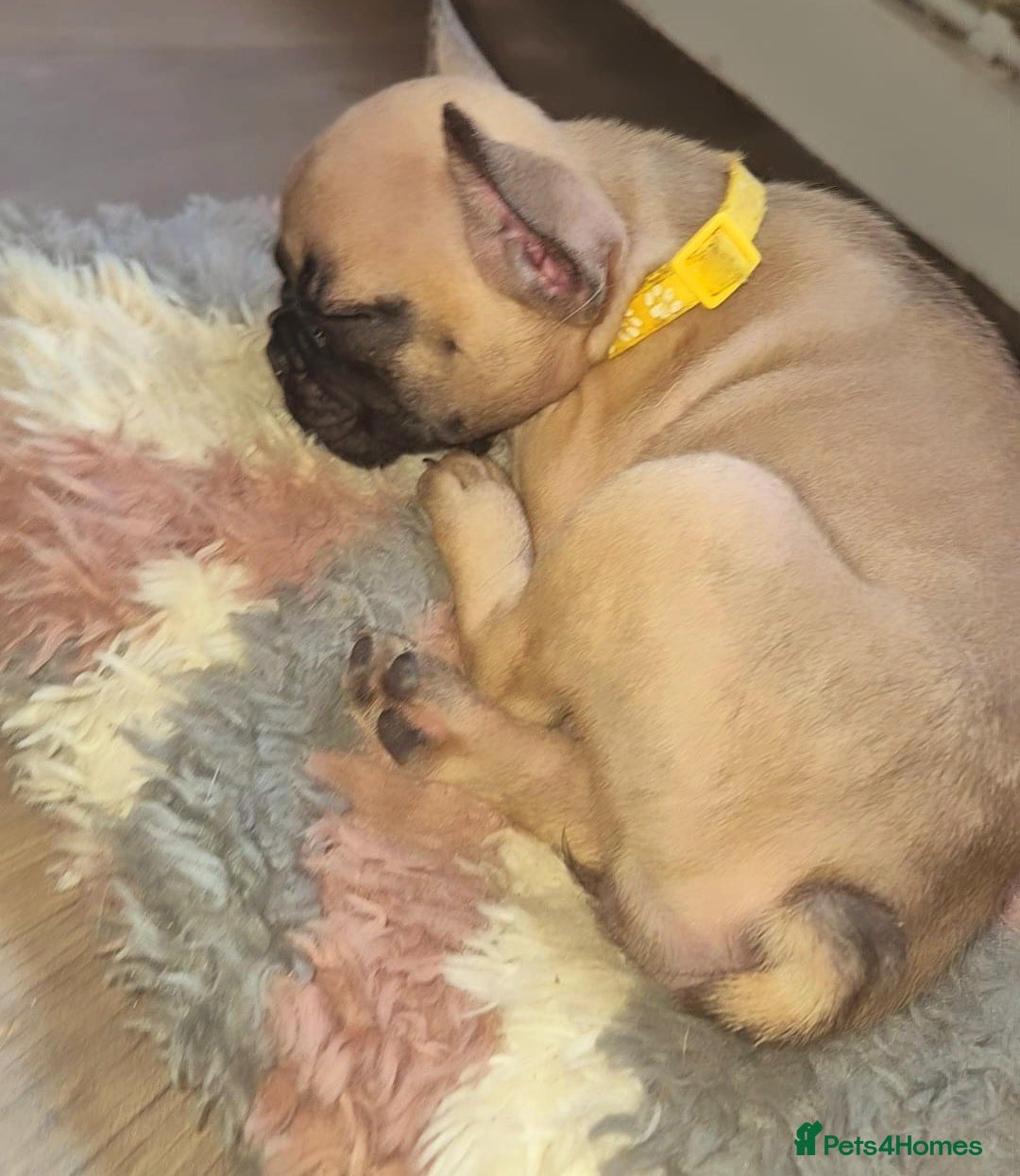 French Bulldog dogs for sale: Beautiful litter of frenchie pups - Image 2