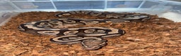 Python Snake reptiles for sale: 11x royal pythons  - Advert 11