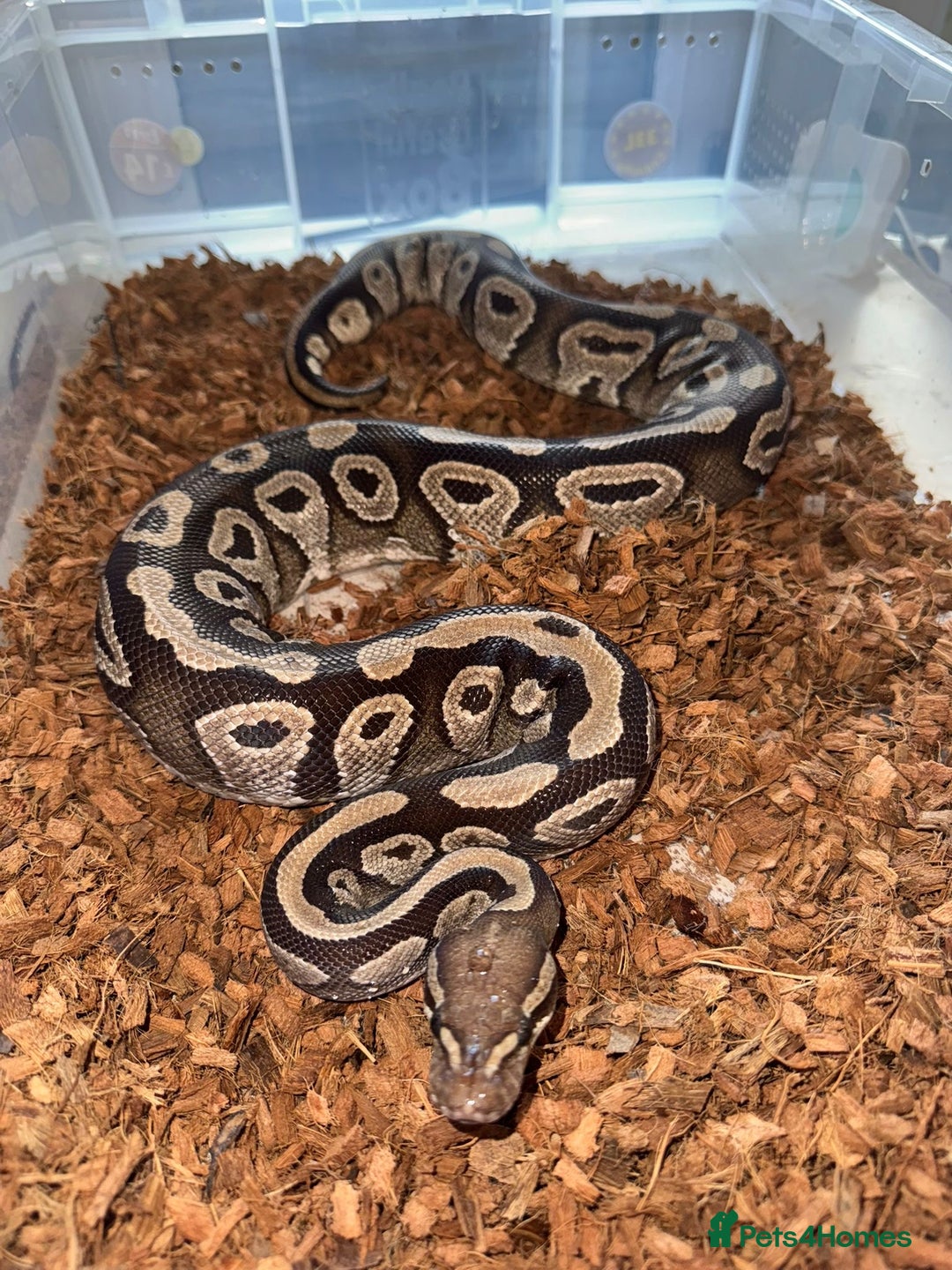 Python Snake reptiles for sale: 11x royal pythons  - Advert 11