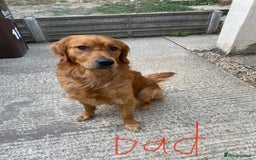Golden Retriever dogs for sale: 6 beautiful golden retriever pups - Image 18