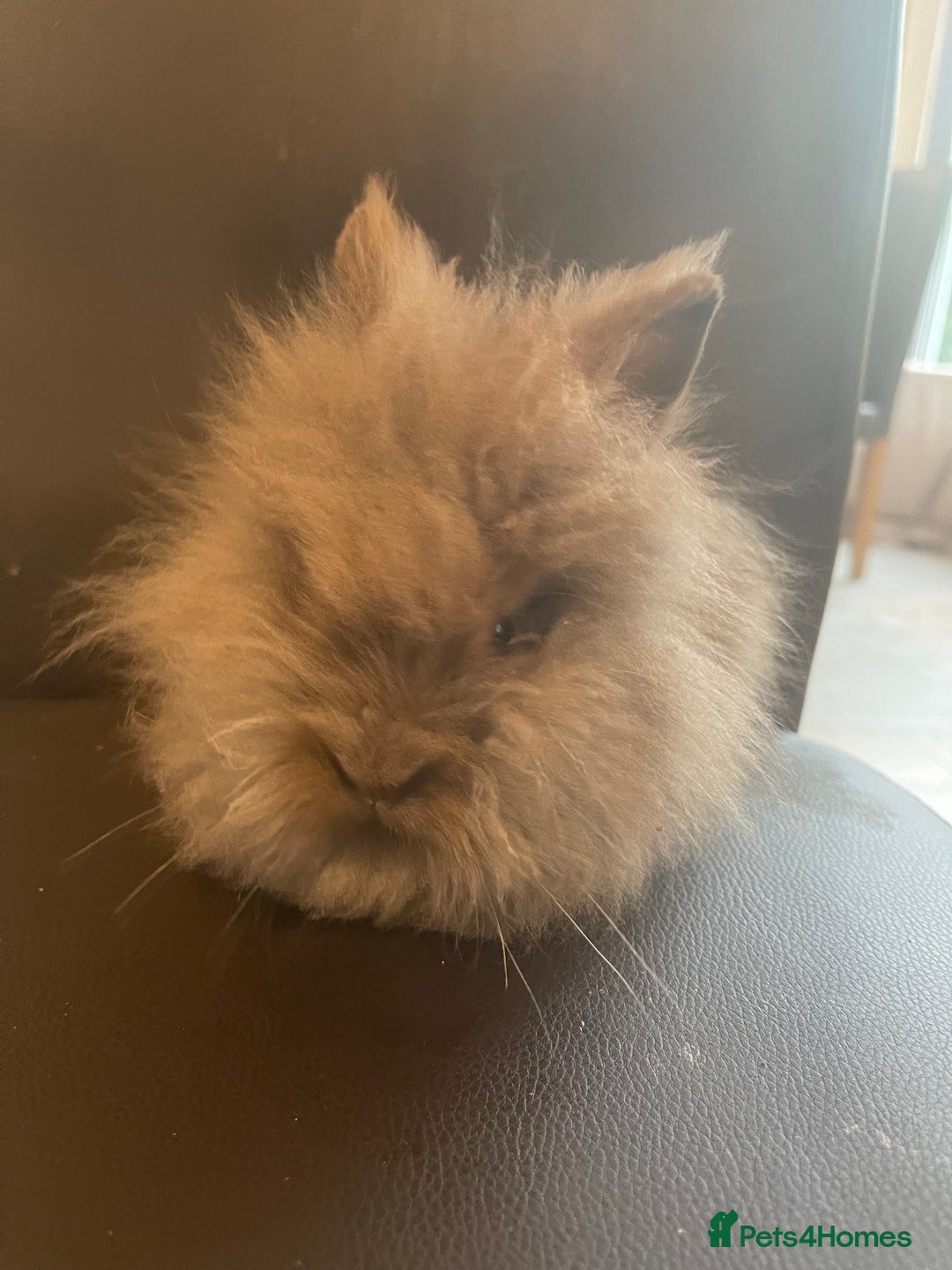 Lionhead rabbits for sale: Cute fluffy lionhead rabbits for sale!!! - Image 6