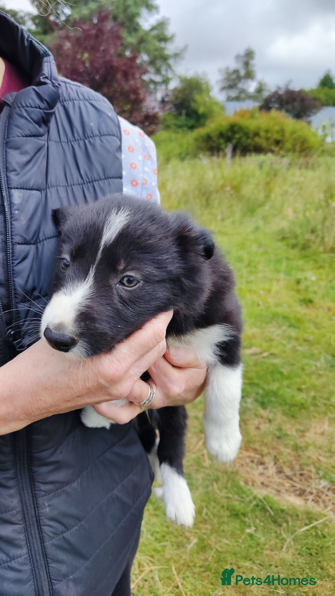 Border Collie dogs Border Collie Pups  - Advert 1