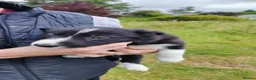 Border Collie dogs for sale: Border Collie Pups  - Advert 9