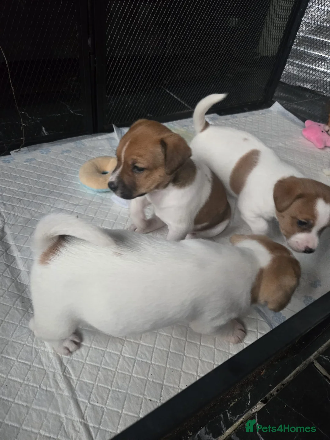 Jack Russell dogs for sale: Jack russel puppies for new homes  in Sheffield - Advert 14