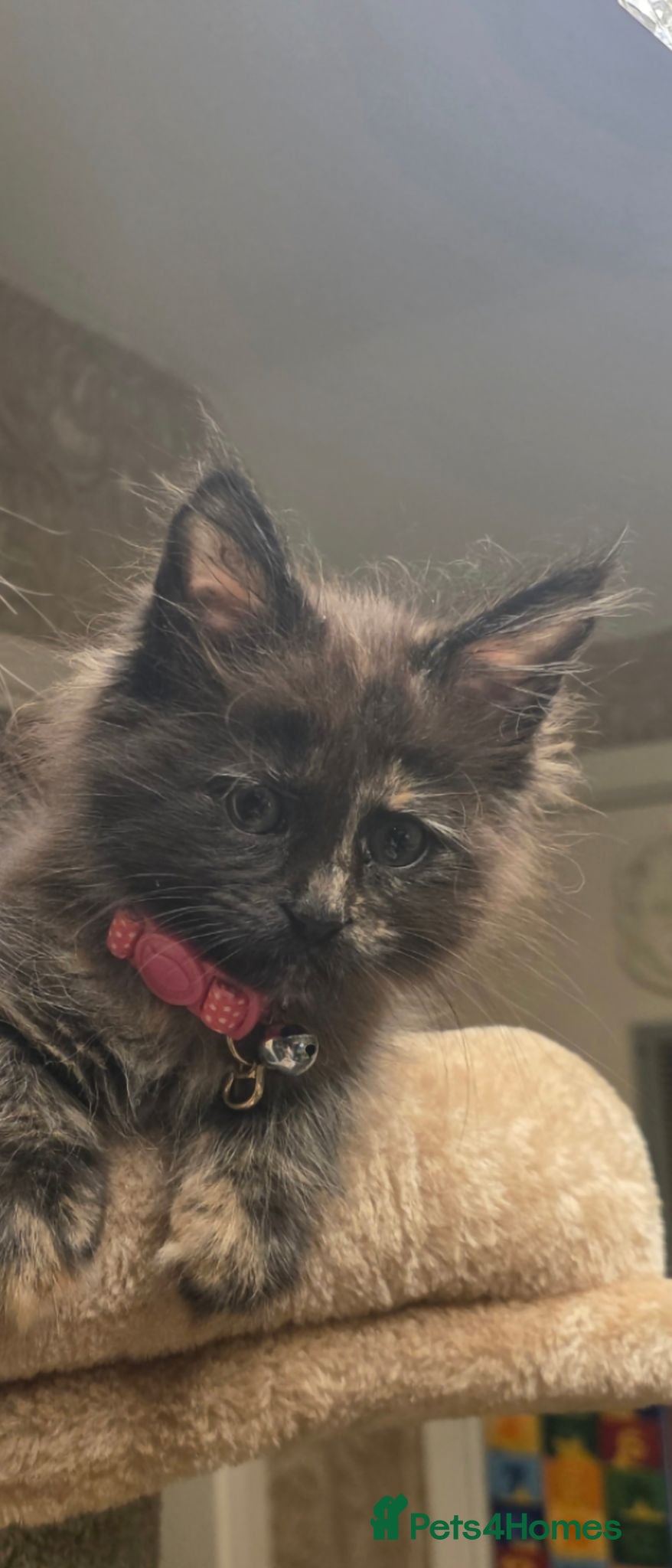 Maine Coon cats  Maine Coon kitten looking for a loving new home.  - Advert 1