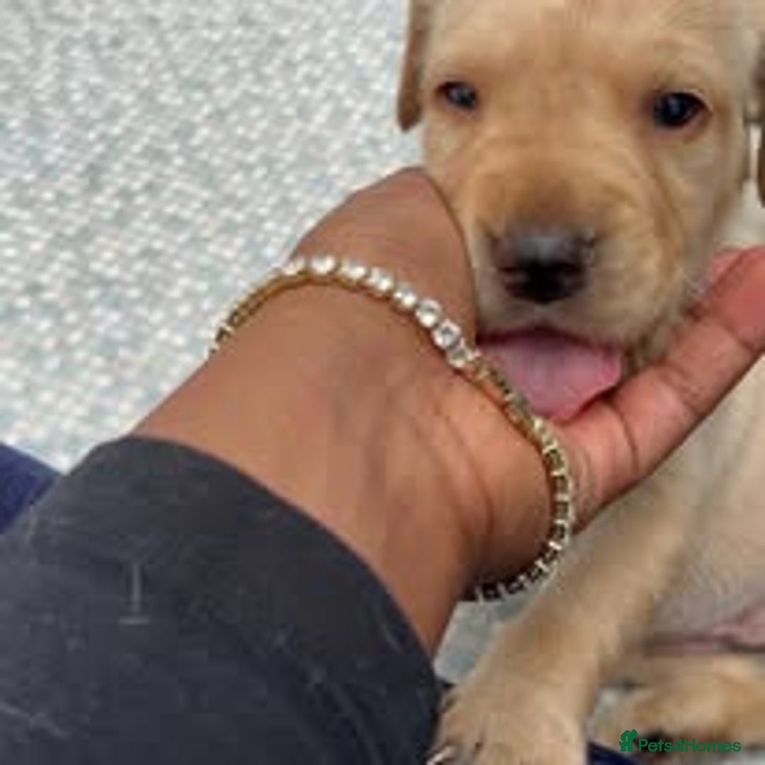 Labrador Retriever dogs for sale: Labrador Puppies for sale in London -KC registered - Image 10