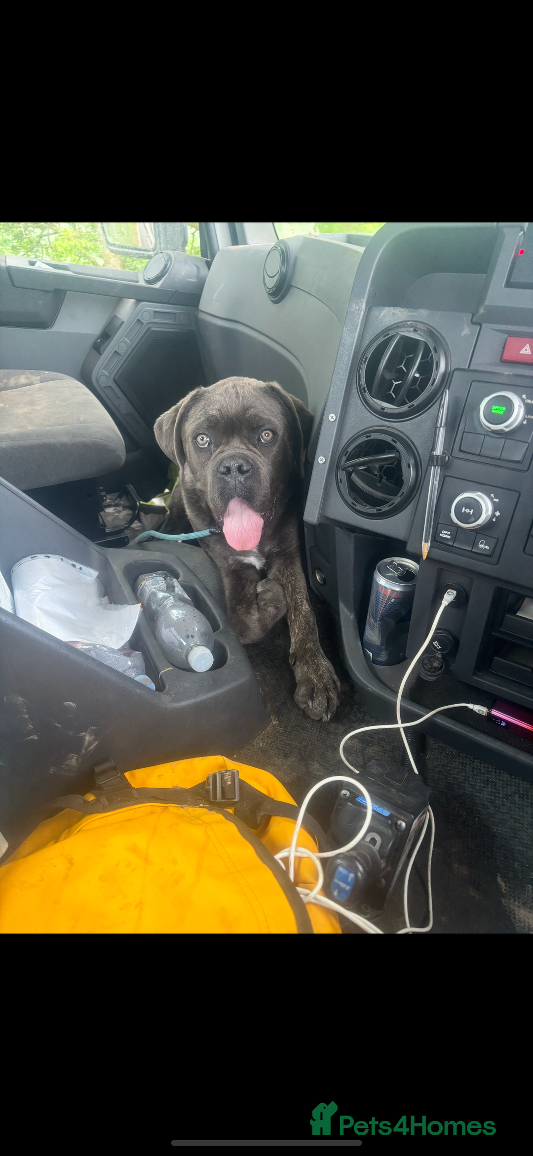 Cane Corso dogs for sale: our cane corso for re-home  - Image 1