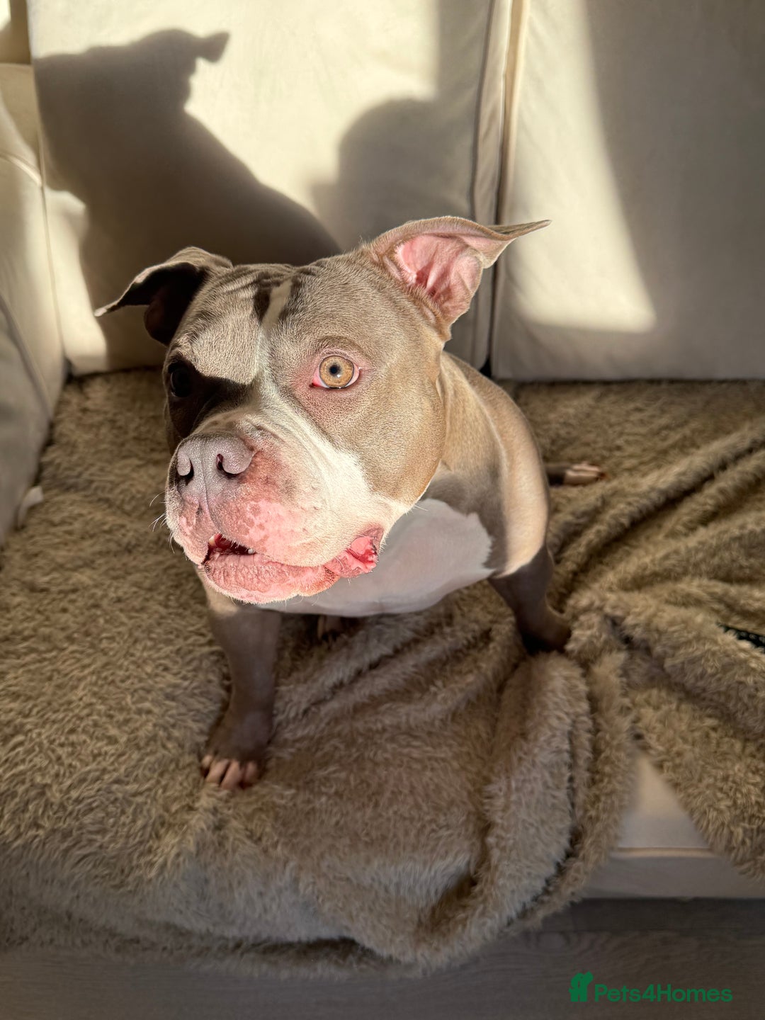 American Bully dogs for sale: Pocket bully  - Advert 4