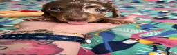 Miniature Dachshund dogs for sale: Dapple miniature dachshunds  - Advert 11