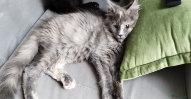 Maine Coon cats - Advert 15